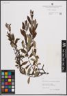 Foto von Salix atrocinerea Brot. x Salix aurita L. x Salix purpurea L.